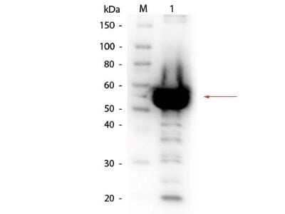Western Blot: Alpha Amylase Antibody [NBP1-77792]